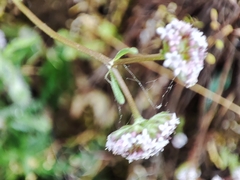 Valerianella coronata