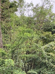 Phyllanthus emblica