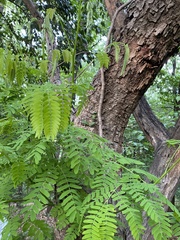 Albizia kalkora