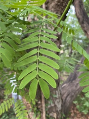 Albizia kalkora