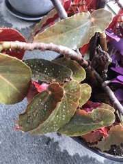Begonia coccinea