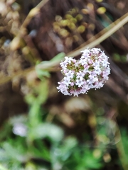 Valerianella coronata