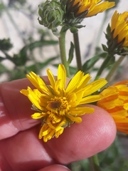 Picris hieracioides