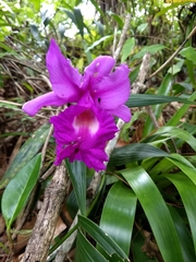 Sobralia macrantha