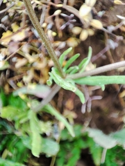Valerianella coronata