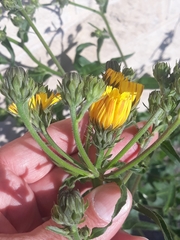 Picris hieracioides