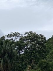 Aleurites moluccanus