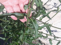 Picris hieracioides