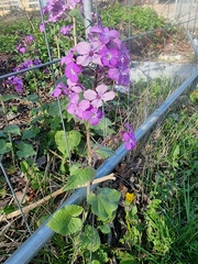 Lunaria annua