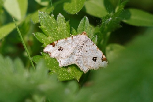 Peacock Moth