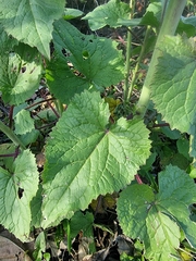 Lunaria annua