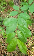 Rhamnella franguloides