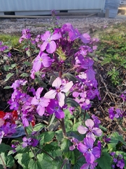 Lunaria annua