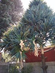 Pandanus utilis