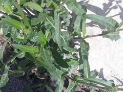 Picris hieracioides
