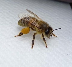 Apis mellifera
