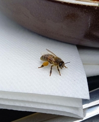 Apis mellifera