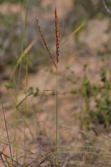 Eulalia leschenaultiana