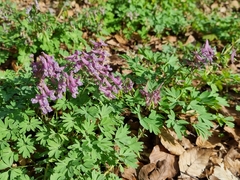 Corydalis solida