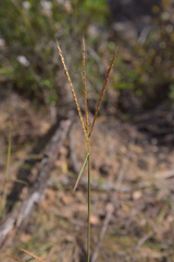 Eulalia leschenaultiana