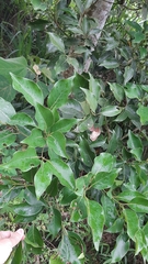 Cinnamomum osmophloeum