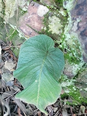 Streptocarpus vandeleurii