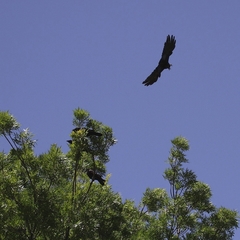 Corvus brachyrhynchos