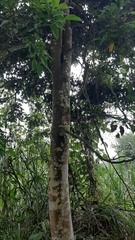 Cinnamomum osmophloeum