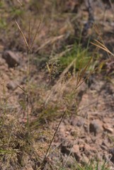 Eulalia leschenaultiana