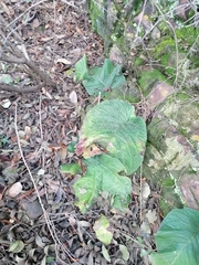 Streptocarpus vandeleurii