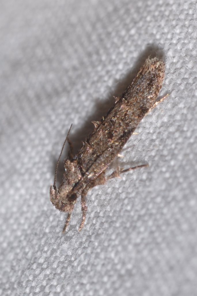 Neotelphusa cisti