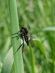 Empis ciliata