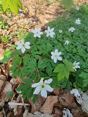 Anemonoides nemorosa