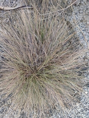 Poaceae