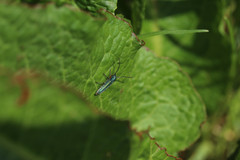 Phytoecia caerulea