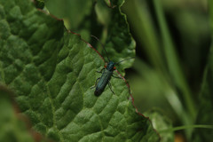 Phytoecia caerulea