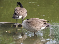 Branta canadensis