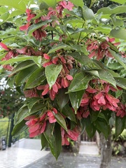 Acer sino-oblongum