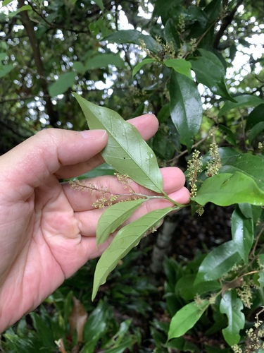Image of Antidesma japonicum by (c) 呂一起(Lu i-chi), some rights reserved (CC BY)
