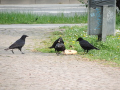 Corvus corone