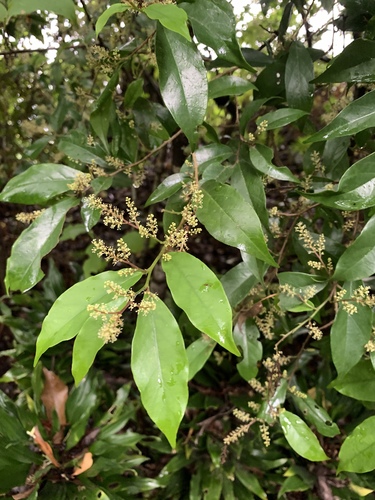 Image of Antidesma japonicum by (c) 呂一起(Lu i-chi), some rights reserved (CC BY)
