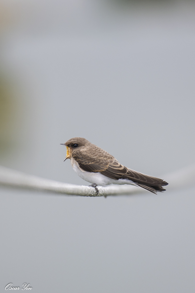 Sand Martins, Plain Martins, and Allies