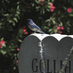 Aphelocoma californica