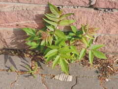 Ailanthus altissima