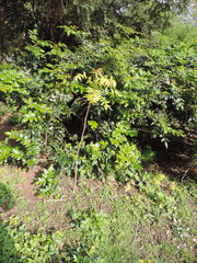 Ailanthus altissima