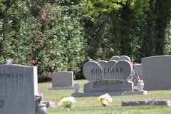 Aphelocoma californica