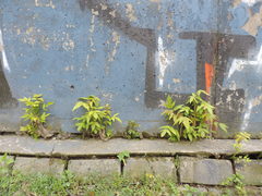 Ailanthus altissima