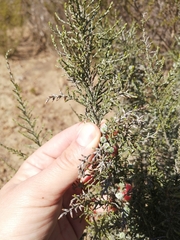 Dicerothamnus