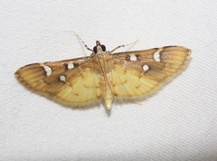 Cotachena histricalis