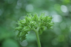 Hydrophyllum virginianum
